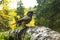 A curious Northern bird Siberian jay, Perisoreus infaustus, in taiga forest