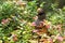 A curious Northern bird Siberian jay, Perisoreus infaustus, in taiga forest