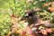 A curious Northern bird Siberian jay, Perisoreus infaustus, in taiga forest