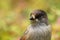 A curious Northern bird Siberian jay, Perisoreus infaustus, in taiga forest