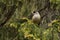 A curious Northern bird Siberian jay, Perisoreus infaustus, in taiga forest