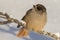 Curious northern bird species, Siberian jay Perisoreus infaustus, perched on a snowy branch