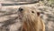 Curious nutria walking in the park Portrait