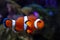 Curious ocellaris clownfish dominant male, active animal in nano reef marine aquarium, hardy species, experienced aquarist hobby