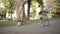 Curious old dog looking at camera strolling with mature Caucasian woman in urban city park and leaving. Portrait of