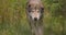 Curious old grey wolf looks and smells after rivals or food in the forest