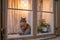 A curious orange cat on a window sill in Stockholm - 2