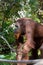 Curious orangutan in the lush tropical rainforest