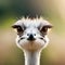 A curious ostrich looking at the viewer - ai generated image