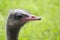 Curious ostrich portrait