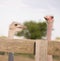 Curious ostrich portrait