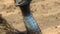 Curious ostrich in the zoo. An ostrich on the meadow. Color, motion. Somali ostrich feeding in field. Closeup of ostrich head on g