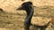 Curious ostrich in the zoo. An ostrich on the meadow. Color, motion. Somali ostrich feeding in field. Closeup of ostrich head on g