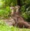 Curious Otters