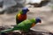 Curious Pair of Rainbow Lorikeets