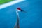 A Curious Pair of Sandhill Cranes