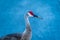 A Curious Pair of Sandhill Cranes