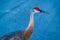 A Curious Pair of Sandhill Cranes