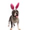 Curious panting american bully with rabbit ears looks to side