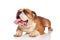 Curious panting english bulldog lies and looks to side