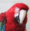 The curious parrot from Mgarr, Malta.