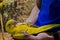 Curious parrot or Psittaciformes with mixed yellow and green feathers lies on the doctor`s hand