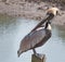 Curious Pelican