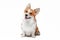 Curious Pembroke Welsh Corgi with pink tongue out on white