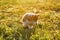 Curious Pembroke Welsh Corgi puppy find something amusing while walking. Red-white fluffy canine travel around place.