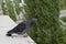 Curious pigeon
