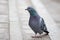curious pigeon