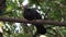 Curious pigeon on a branch