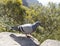 Curious Pigeon in Mountains