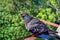 The curious pigeon sitting in a container of water and looking in camera