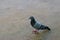 Curious pigeon stands alone on paved ground.