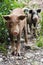 Curious Piglets