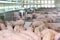 Curious pigs in Pig Breeding farm in swine business in tidy and clean indoor housing farm