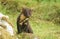 A curious Pine Marten Martes martes peeking over a rock in the highlands of Scotland.