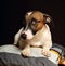 Curious playful jack russell terrier female dog looking fun surprising eyes. Closeup studio portrait
