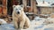Curious polar bear explores abandoned wooden house in snowy Siberia.