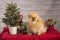 Curious Pomeranian spitz dog posing near Christmas decorations