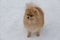 Curious pomeranian spitz puppy is standing on a white snow in the winter park. Deutscher spitz or zwergspitz
