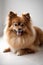 Curious Pomeranians spitz dog looking at the camera in home. Adorable pet. Waiting for the over. Dog food. Love for