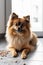 Curious Pomeranians spitz dog looking at the camera in home. Adorable pet. Waiting for the over. Dog food. Love for