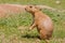 Curious Prairie Dog