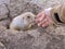A curious prairie dog checks out the hand of an interested animal loving backpacker.