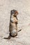 Curious Prairie Dog (Cynomys) in Banff