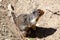 Curious Prairie Dog (Cynomys) in Banff