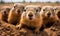 Curious Prairie Dogs Peering Out From Burrow Group of Alert Rodents in Natural Habitat Wildlife Observation