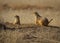 Curious Prairie Dogs watch for trouble from the entrance to their underground home